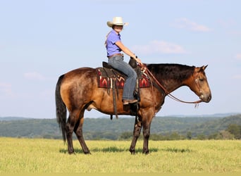 Caballo cuarto de milla, Caballo castrado, 8 años, 150 cm, Buckskin/Bayo