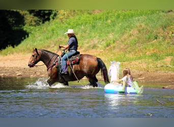 Caballo cuarto de milla, Caballo castrado, 8 años, 150 cm, Buckskin/Bayo