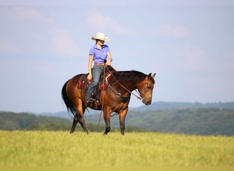 Caballo cuarto de milla, Caballo castrado, 8 años, 150 cm, Buckskin/Bayo
