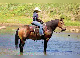 Caballo cuarto de milla, Caballo castrado, 8 años, 150 cm, Buckskin/Bayo