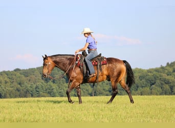 Caballo cuarto de milla, Caballo castrado, 8 años, 150 cm, Buckskin/Bayo