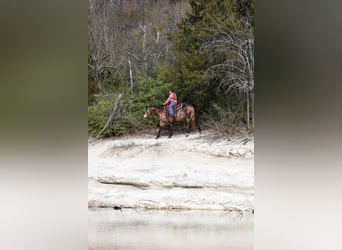 Caballo cuarto de milla, Caballo castrado, 8 años, 150 cm, Buckskin/Bayo