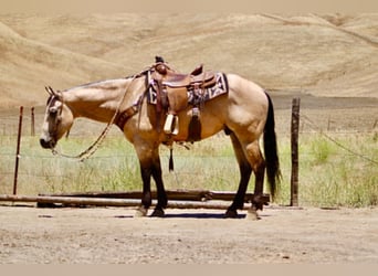 Caballo cuarto de milla, Caballo castrado, 8 años, 150 cm, Buckskin/Bayo