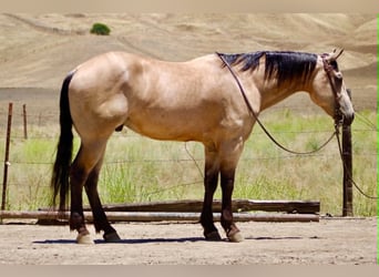 Caballo cuarto de milla, Caballo castrado, 8 años, 150 cm, Buckskin/Bayo