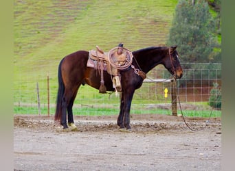 Caballo cuarto de milla, Caballo castrado, 8 años, 150 cm, Castaño rojizo