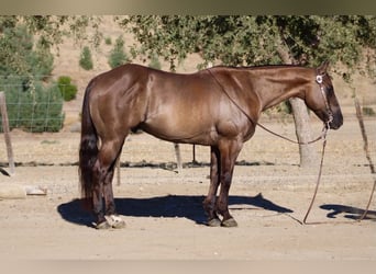 Caballo cuarto de milla, Caballo castrado, 8 años, 150 cm, Grullo