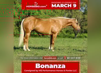 Caballo cuarto de milla, Caballo castrado, 8 años, 150 cm, Palomino