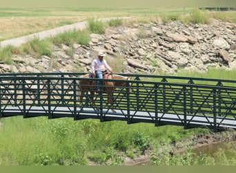 Caballo cuarto de milla, Caballo castrado, 8 años, 150 cm, Palomino