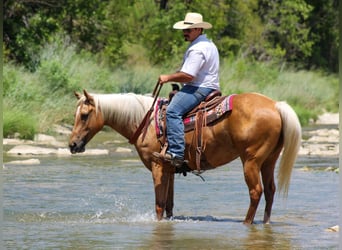 Caballo cuarto de milla, Caballo castrado, 8 años, 150 cm, Palomino