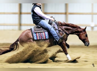 Caballo cuarto de milla, Caballo castrado, 8 años, 150 cm