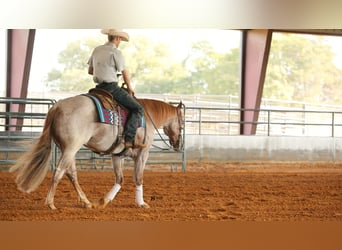 Caballo cuarto de milla, Caballo castrado, 8 años, 150 cm, Ruano alazán