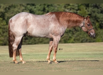 Caballo cuarto de milla, Caballo castrado, 8 años, 150 cm, Ruano alazán