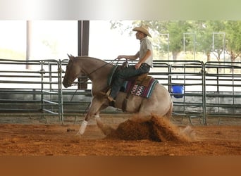 Caballo cuarto de milla, Caballo castrado, 8 años, 150 cm, Ruano alazán