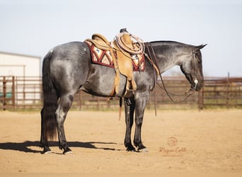 Caballo cuarto de milla, Caballo castrado, 8 años, 150 cm, Ruano azulado