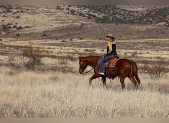 Caballo cuarto de milla, Caballo castrado, 8 años, 152 cm, Alazán rojizo