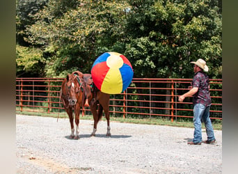 Caballo cuarto de milla, Caballo castrado, 8 años, 152 cm, Alazán rojizo