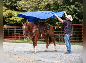 Caballo cuarto de milla, Caballo castrado, 8 años, 152 cm, Alazán rojizo