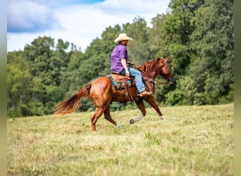 Caballo cuarto de milla, Caballo castrado, 8 años, 152 cm, Alazán rojizo