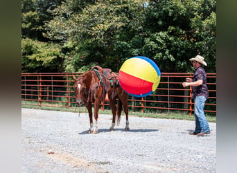 Caballo cuarto de milla, Caballo castrado, 8 años, 152 cm, Alazán rojizo