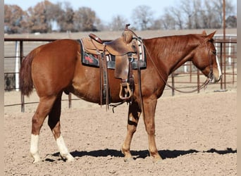 Caballo cuarto de milla, Caballo castrado, 8 años, 152 cm, Alazán rojizo