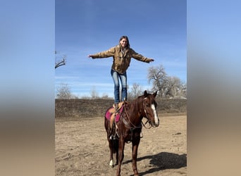 Caballo cuarto de milla, Caballo castrado, 8 años, 152 cm, Alazán-tostado