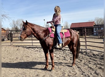 Caballo cuarto de milla, Caballo castrado, 8 años, 152 cm, Alazán-tostado
