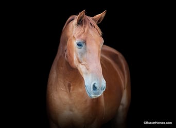 Caballo cuarto de milla, Caballo castrado, 8 años, 152 cm, Alazán-tostado