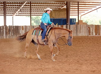 Caballo cuarto de milla, Caballo castrado, 8 años, 152 cm, Bayo