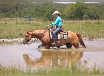 Caballo cuarto de milla, Caballo castrado, 8 años, 152 cm, Bayo