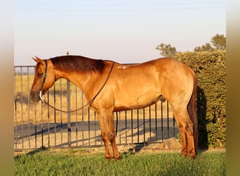 Caballo cuarto de milla, Caballo castrado, 8 años, 152 cm, Bayo