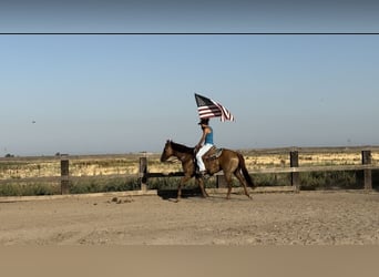 Caballo cuarto de milla, Caballo castrado, 8 años, 152 cm, Bayo