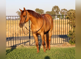 Caballo cuarto de milla, Caballo castrado, 8 años, 152 cm, Bayo