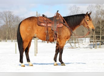 Caballo cuarto de milla, Caballo castrado, 8 años, 152 cm, Buckskin/Bayo