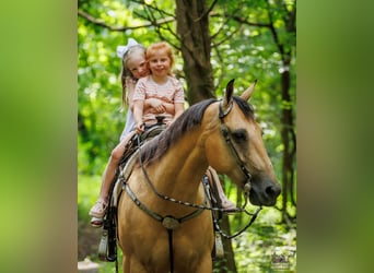 Caballo cuarto de milla, Caballo castrado, 8 años, 152 cm, Buckskin/Bayo