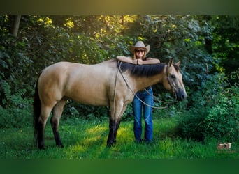 Caballo cuarto de milla, Caballo castrado, 8 años, 152 cm, Buckskin/Bayo