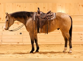 Caballo cuarto de milla, Caballo castrado, 8 años, 152 cm, Buckskin/Bayo