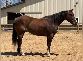 Caballo cuarto de milla, Caballo castrado, 8 años, 152 cm, Castaño