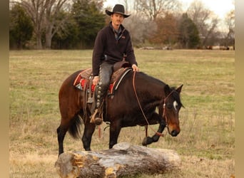 Caballo cuarto de milla, Caballo castrado, 8 años, 152 cm, Castaño rojizo