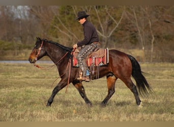 Caballo cuarto de milla, Caballo castrado, 8 años, 152 cm, Castaño rojizo