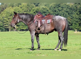 Caballo cuarto de milla, Caballo castrado, 8 años, 152 cm, Castaño-ruano