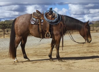 Caballo cuarto de milla, Caballo castrado, 8 años, 152 cm, Castaño-ruano