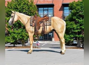 Caballo cuarto de milla, Caballo castrado, 8 años, 152 cm, Palomino