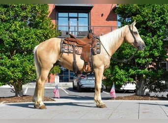 Caballo cuarto de milla, Caballo castrado, 8 años, 152 cm, Palomino