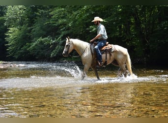 Caballo cuarto de milla, Caballo castrado, 8 años, 152 cm, Palomino