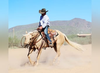 Caballo cuarto de milla, Caballo castrado, 8 años, 152 cm, Palomino