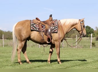 Caballo cuarto de milla, Caballo castrado, 8 años, 152 cm, Palomino