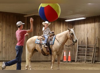 Caballo cuarto de milla, Caballo castrado, 8 años, 152 cm, Palomino