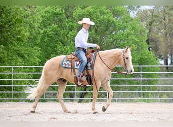 Caballo cuarto de milla, Caballo castrado, 8 años, 152 cm, Palomino