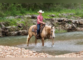 Caballo cuarto de milla, Caballo castrado, 8 años, 152 cm, Palomino