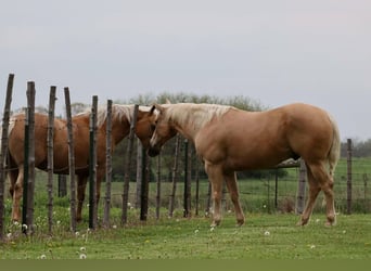Caballo cuarto de milla, Caballo castrado, 8 años, 152 cm, Palomino